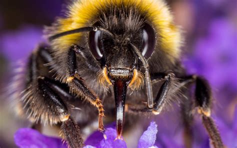 Buff-tailed Bumblebee - Insect Week