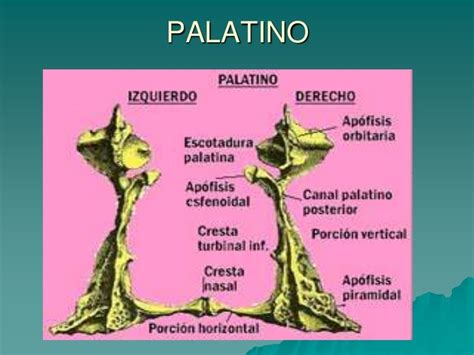 Hueso Palatino