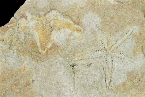 1" Silurian Starfish (Australaster) Fossil - Australia (#155932) For Sale - FossilEra.com