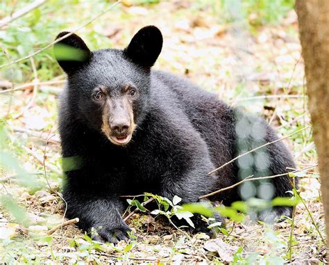 Winter guests; Louisiana black bear cubs to den at ABR as one continues ...