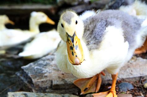 Magpie Ducklings ready for adoption:-)