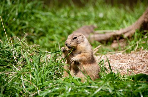 Smithsonian National Zoo ~ Learn, Live, and Explore!