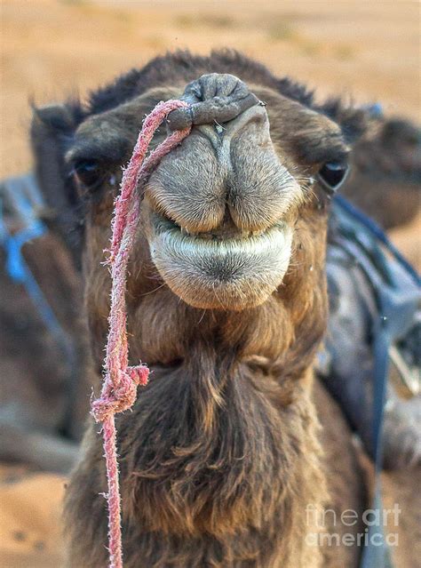 Smiling Camel Photograph by Patricia Hofmeester