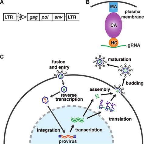 Retrovirus Diagram