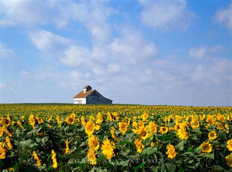 Sunflowers and Barn | Red River Valley, North Dakota | Gary Alan Nelson Photography