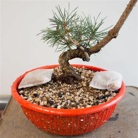 How to fertilize black pine bonsai - Bonsai Tonight