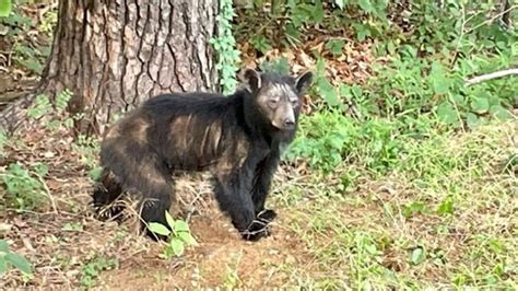 State Officials Study Sarcoptic Mange in Black… | Grand View Outdoors