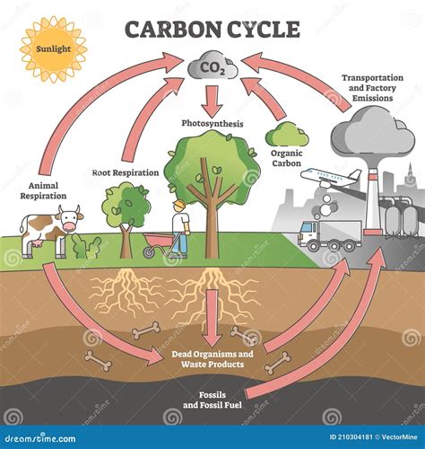 Carbon Cycle with CO2 Dioxide Gas Exchange Process Scheme Outline Concept Stock Vector ...