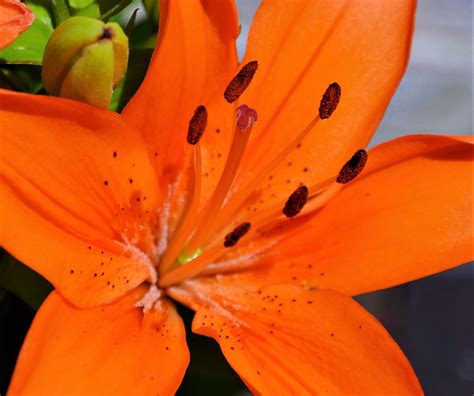 Orange lilies | More bright colours of the season. | It's No Game | Flickr