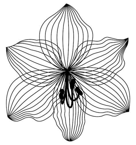 Premium Vector | Lily flower drawing lily drawing flower drawing black and white