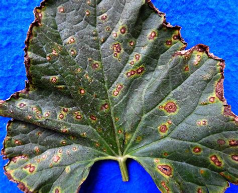 Alternaria leaf blight on cucurbits | Vegetable Pathology – Long Island Horticultural Research ...