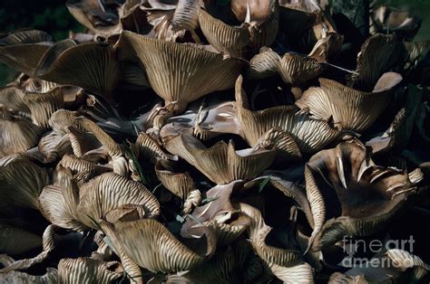 Honey Mushrooms Photograph by John Wright/science Photo Library