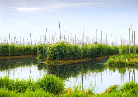 Floating Gardens on Inle Lake Stock Photo - Image of landscape, myanmar ...