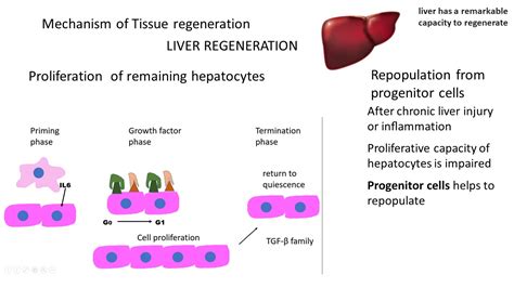 TISSUE REPAIR: General concepts & Mechanism of Regeneration | Pathology ...