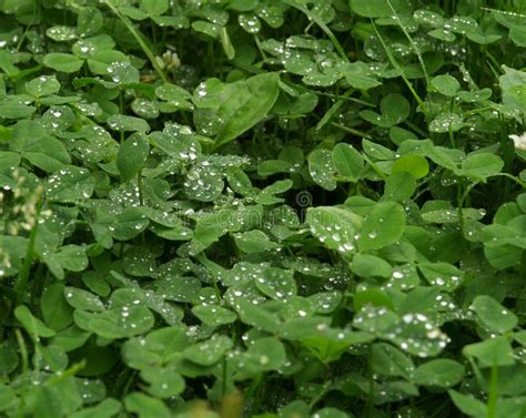 Trefoils stock image. Image of detail, water, trefoil - 11463855