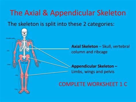 Axial And Appendicular Skeleton Joints