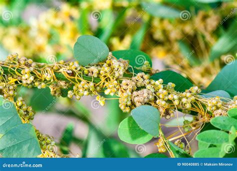 Dodder Genus Cuscuta is Parasitic Plants Stock Image - Image of hellbine, dodder: 90040885