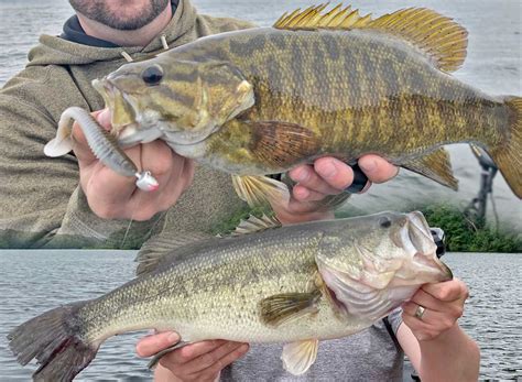 Largemouth Vs. Smallmouth Bass (Know the Differences) – X Position Outdoors