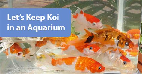 Let's Keep Koi in an Aquarium