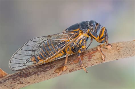 A Comparison Between Locusts And Cicadas to Help You Identify Them ...