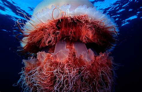 Crazy Creature of the Week: Nomura's Jellyfish/Giant Sea Boogers | The Inertia