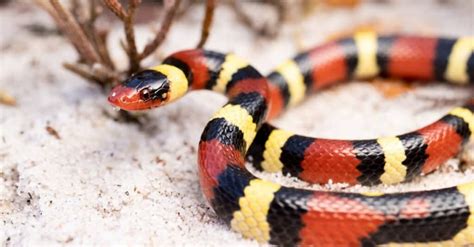 Kingsnakes in Georgia: The Complete Guide - A-Z Animals