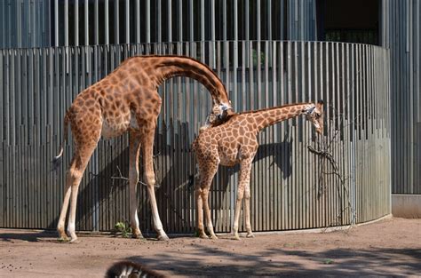 How Do Giraffes Sleep? Their Extraordinarily Long Necks Don't Make It ...