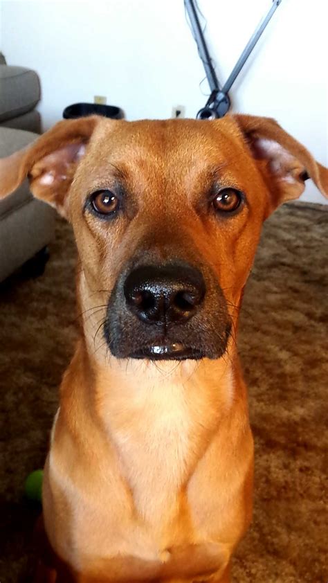 Rhodesian Ridgeback Mix Enjoys Naps!