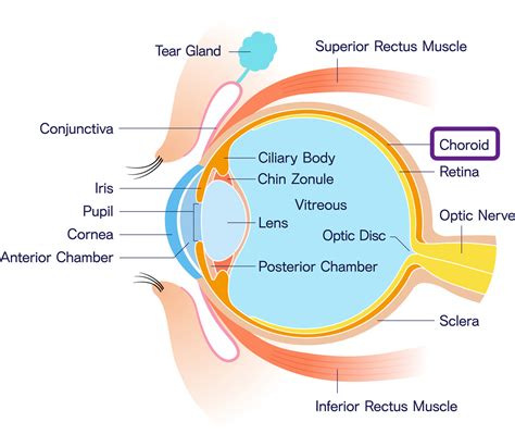 Choroid | Eye Patient