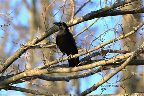 American Crow 😎 | Loud Birds 💯 | George W Bowles Sr | Flickr