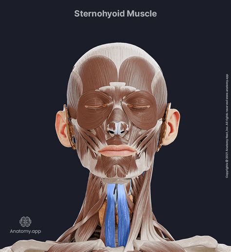 Sternohyoid | Encyclopedia | Anatomy.app | Learn anatomy | 3D models ...