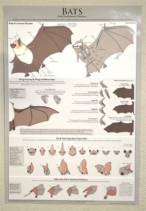 Bat anatomy, Bat art, Bat