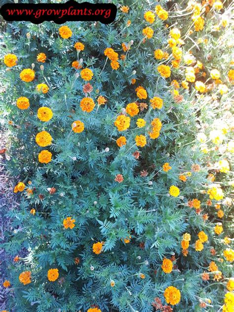 Mexican marigold - How to grow & care