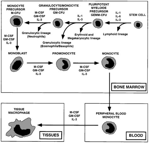 Differentiation of stem cells to monocyte/macrophages. Growth factors... | Download Scientific ...