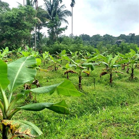 Horticulture development in A&N Islands :: The Daily Telegrams