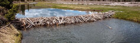 Remove beaver dam – Humane Wildlife Control Society