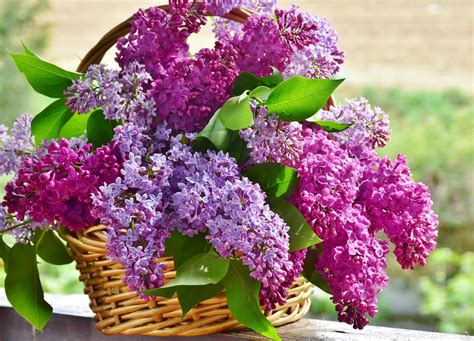 2,000+ Free Lilac Wallpaper & Lilac Photos - Pixabay