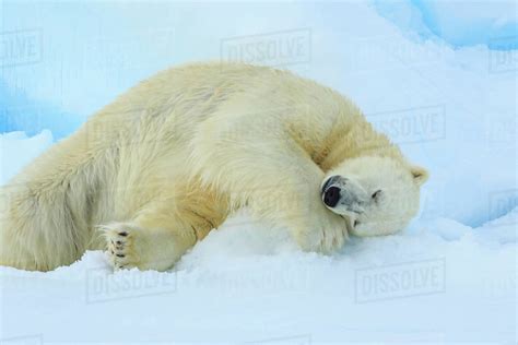 Polar bear (Ursus maritimus) sleeping on pack ice, Svalbard, Norway ...