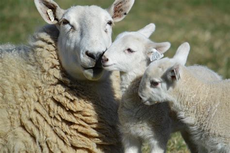 North Country Cheviot Sheep - Maloy Valley Farm