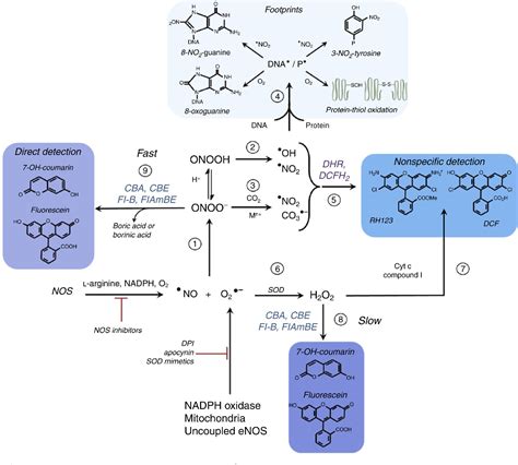 Table 21.1 from Peroxynitrite Formation and Detection in Living Cells | Semantic Scholar