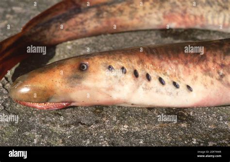 Sea lamprey (Petromyzon marinus) is a parasitic cyclostomi that live in Northern Hemisphere ...