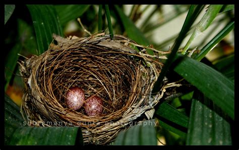Nightingale's nest | Regards,.... | s u b u | Flickr
