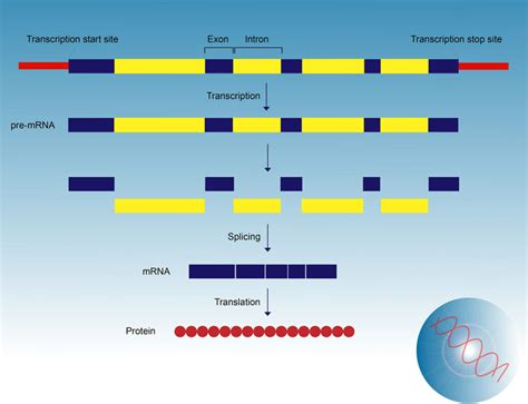 Can Oligonucleotides Target RNA Splicing to Treat Disease? - Oligonucleotide Therapeutics Society