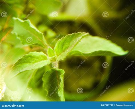 Menta Leaf stock image. Image of medicine, gray, sunset - 87927739