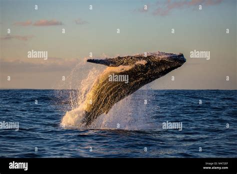 Humpback whale sydney harbour hi-res stock photography and images - Alamy