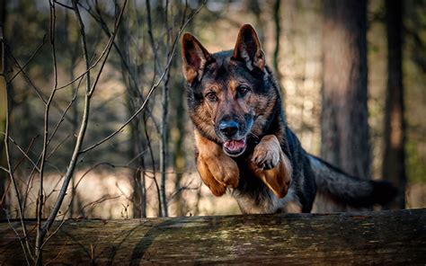 Photos Shepherd German Shepherd Dogs Jump Animals