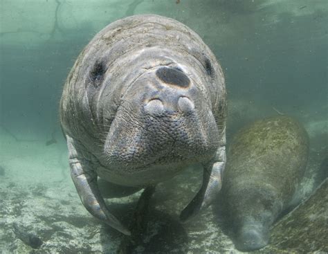 3 Threats Facing Manatees Today - Ocean Conservancy