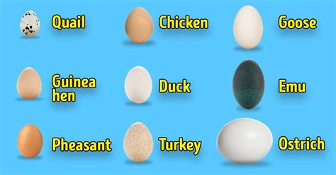 What Types of Eggs There Are / 5-Minute Crafts