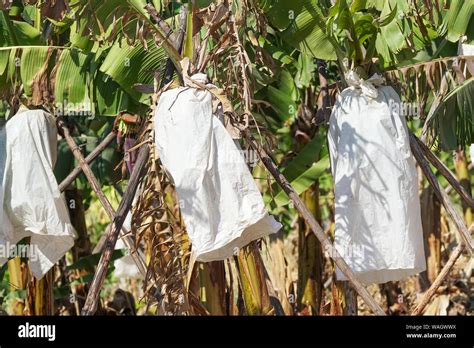 close up of white plastic bags covering large banana bunches on a banana plant or tree on a ...