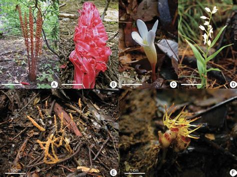 Examples of myco-heterotrophic and partially myco-heterotrophic plants... | Download Scientific ...